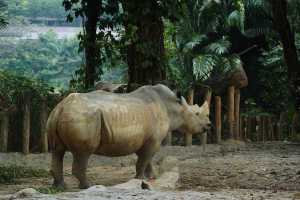 WHITE-RHINOCEROS (3)